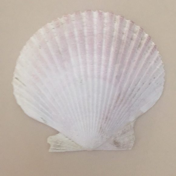 6 seashells for beachy decorating/ decor - Picture 4 of 8